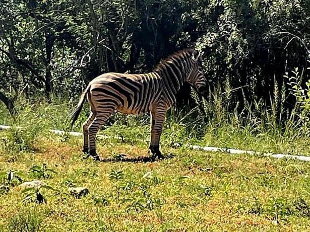 66 Sharalumbi Wildlife Estate Apartment Лиденбург Стая снимка